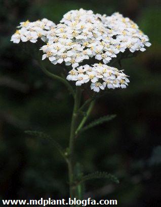 Yarrow